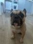 Френски булдог за разплод, снимка 3