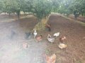 Яйца домашни от свободни кокошки само за консумация ., снимка 1 - други­ - 35785868