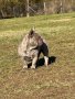 Френски булдог лилак мъжки на година и половина, снимка 1