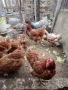 Продавам домашни кокошки мешани, снимка 2