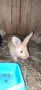 Продавам зайчета, снимка 9