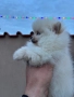 Померан момче, снимка 5