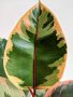 Ficus elastica "Tineke", снимка 4