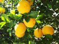 Poncirus trifoliata / Див лимон, снимка 1