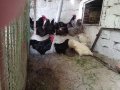 Разплодни яйца и пиленца от Легхорн, Легбар, Австралорп черен, син, Бял , снимка 3