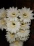 Цъфтящ кактус Ехинопсис (Echinopsis eyriesii) различни големини, снимка 3
