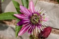 Passiflora Victoria (Пасифлора Виктория), снимка 3