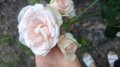 Резници от храстовидна роза 💥, снимка 1 - Градински цветя и растения - 36990530