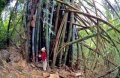 100 бр. Бамбукови Семена гигантски бамбук Moso Bambo градински декоративни растения декорация за гра, снимка 3