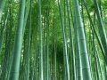 100 Семена от бамбук Moso-Bamboo красиво растение за вашата градина, за декорация , снимка 15