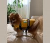 Спасителна жилетка за куче Кучешка предпазна жилетка за вода , снимка 9