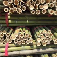 100 Семена от бамбук Moso-Bamboo красиво растение за декорация на вашата градина бамбук мосо бамбо б, снимка 6 - Сортови семена и луковици - 37774709