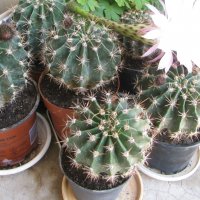 Кактус   Ехинопсис  /  Echinopsis, снимка 5 - Стайни растения - 37305465