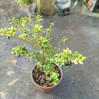 Илекс, Ilex crenata 'Convexa' , снимка 6 - Градински цветя и растения - 39366329