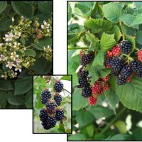   Къпина Блек Сатин -Rubus Fruticosus Black Satin, снимка 4 - Разсади - 43330986