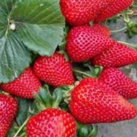 продавам разсад ягоди, снимка 2 - Сортови семена и луковици - 39922208