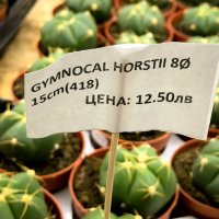 gymnocalycium horstii, снимка 4 - Стайни растения - 32874885