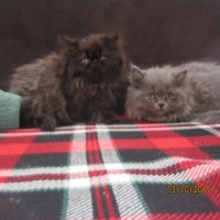 Персийски котенца , малки пухове, снимка 7 - Персийска - 26750451