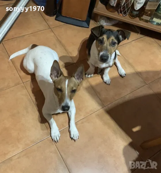 ДЖАК СИ ТЪРСИ ЖЕНСКА 1504250557, снимка 1