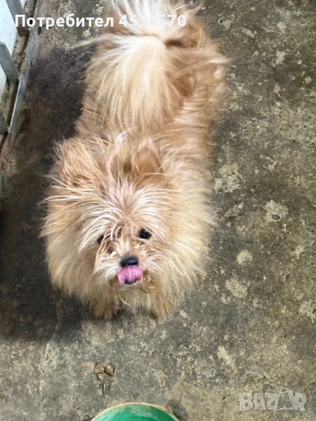 Златно йорки, снимка 1