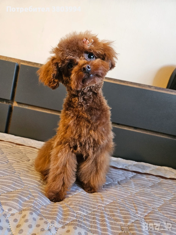 Много дребно Той пуделче момиченце на 6 месеца. , снимка 1