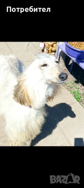 Афганска хрътка, снимка 1