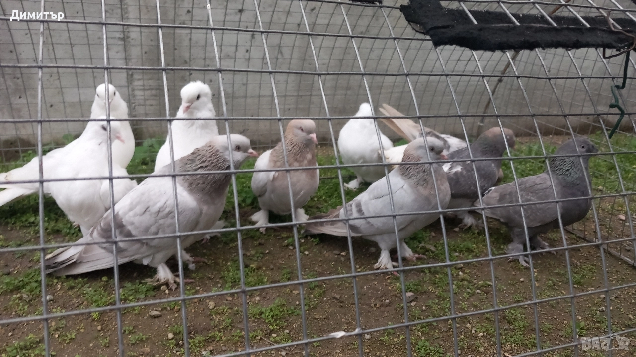 Продавам гълъби Мардини-Турски , снимка 1