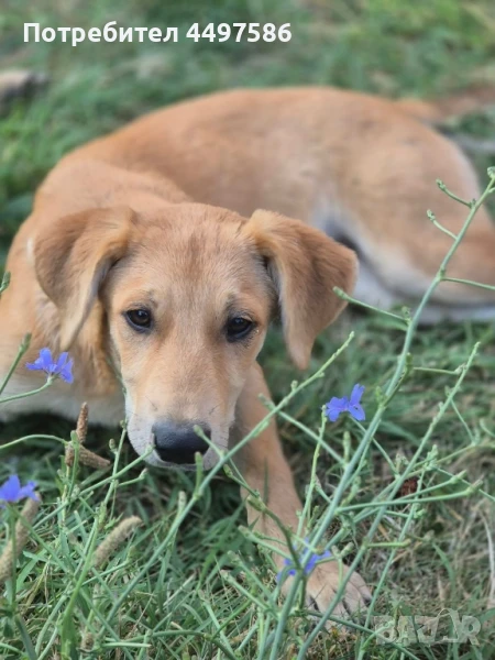 Кученца с ваксини, снимка 1