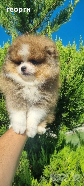 померан померанче, снимка 1