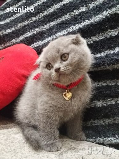 Шотландски клепоухи бебета , снимка 1