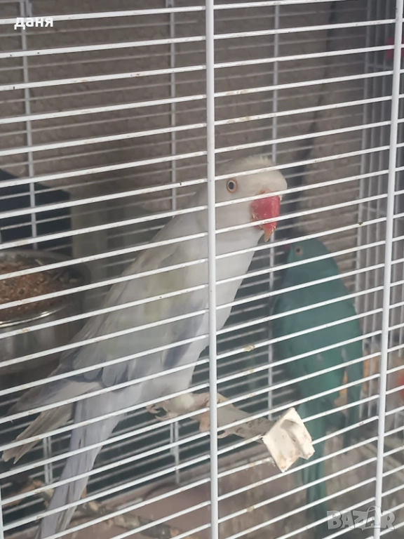 Продавам женски малък александр, снимка 1