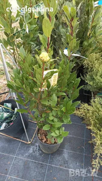 Laurus nobilis (Дафинов лист), снимка 1