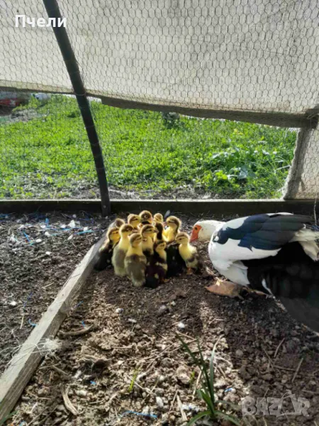 Малки неми патенца, може с майката, снимка 1