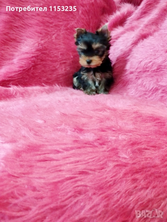 йоркширски териер, снимка 1