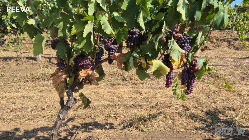 Продавам Грозде!, снимка 1