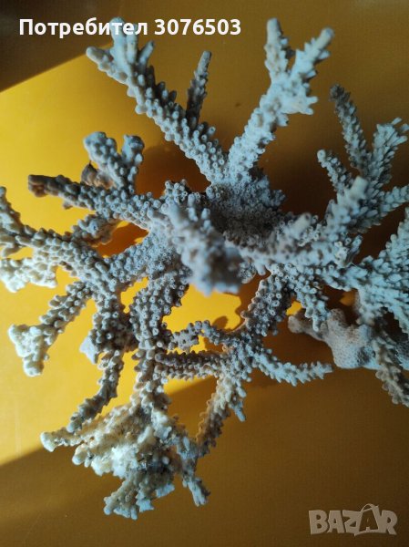 Акропора корал, снимка 1