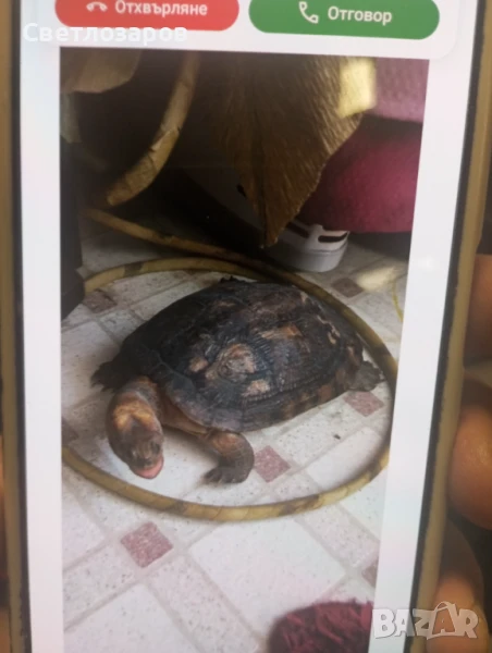 продавам препарирана костенурка Testudo hermanni , снимка 1