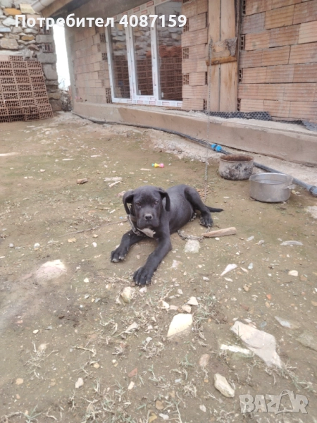 Cisto krvno, снимка 1