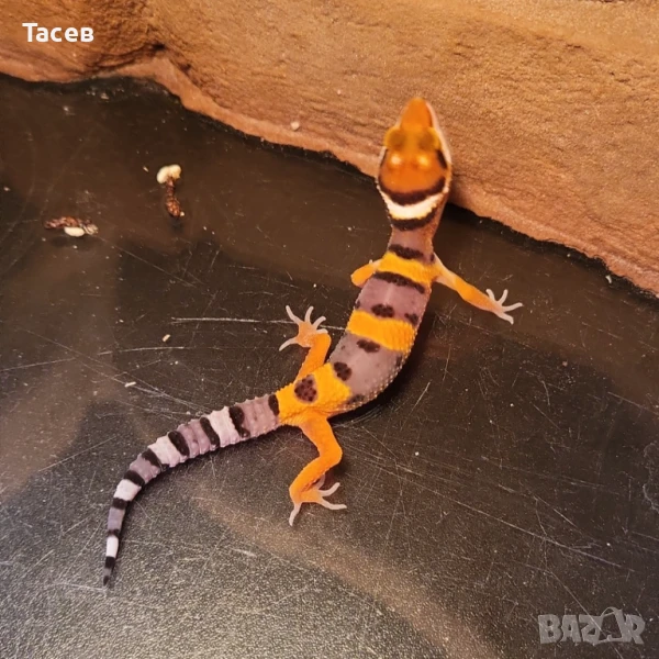 Леопардови гекони, снимка 1