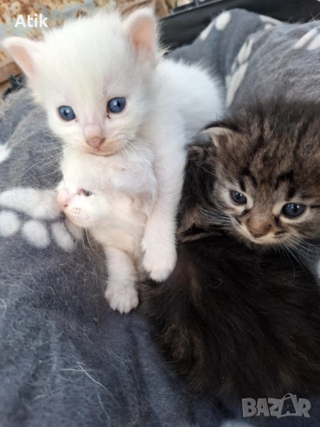 Турски Ангорски котета чистокръвни!, снимка 1