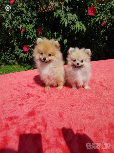 Померан померанчета момче и момиче !, снимка 1