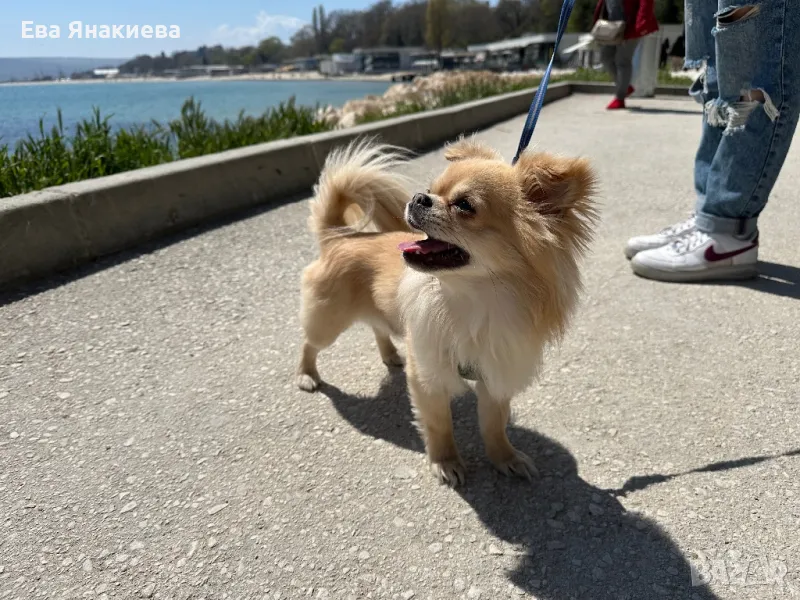 Мъжко чихуахуа за разплод, снимка 1