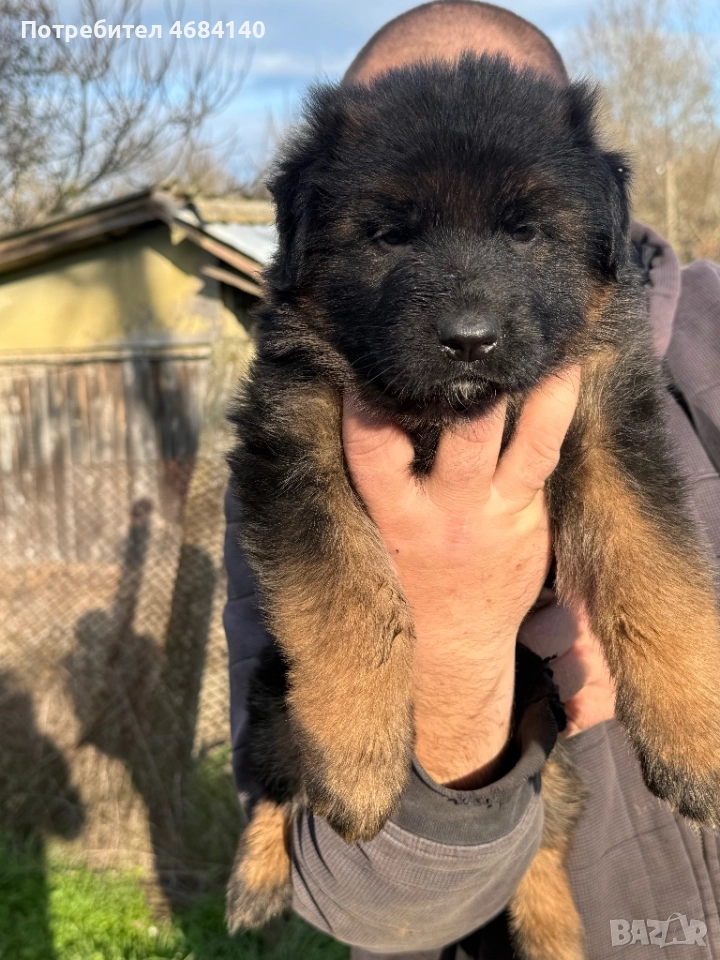 Немска овчарка с дълъг косъм с родословие , снимка 1