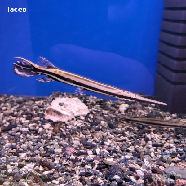 Спотед гар 10см, снимка 1