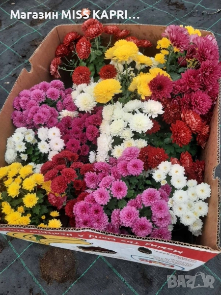 Промопакет хризантеми, снимка 1