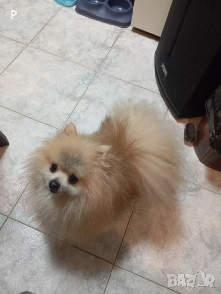 Продавам померан, снимка 1