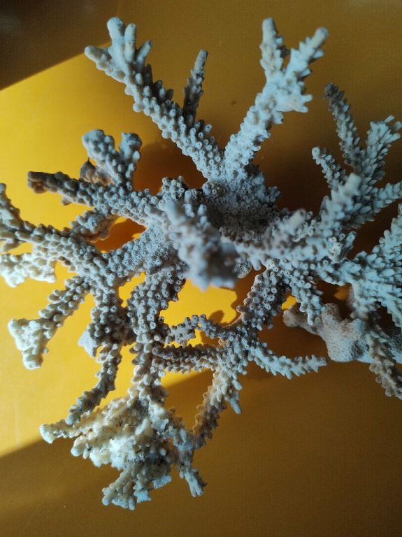 Real acropora florida branch coral.