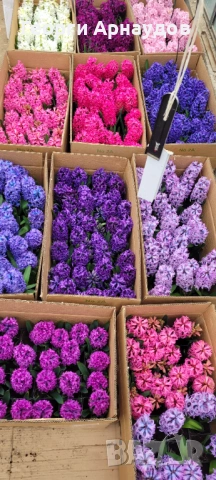 Зюмбюлл, снимка 6 - Градински цветя и растения - 53247943