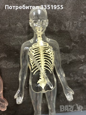 Модели на човешкото тяло Deagostini, снимка 5 - Образователни игри - 44097458