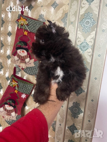 Мини йоркширски териер -шоколадово!!, снимка 7 - Йоркширски териер - 52705136